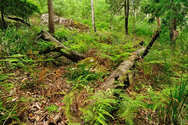 Australischer Wald — Stockfoto