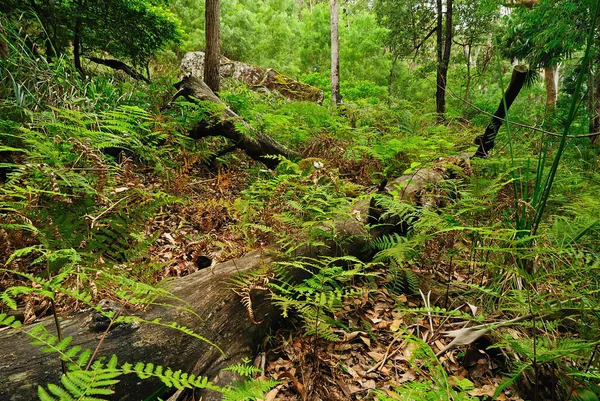 Australischer Wald — Stockfoto