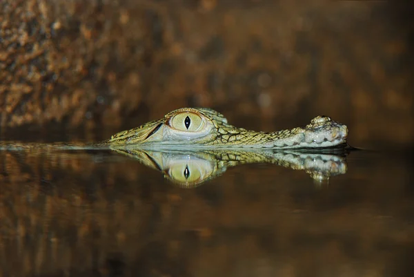 Olho de crocodilo submerso — Fotografia de Stock