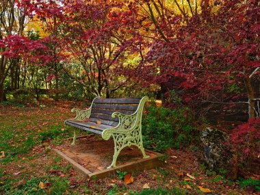 Tek sonbahar park bankında