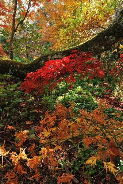 Herfst park landschap — Stockfoto