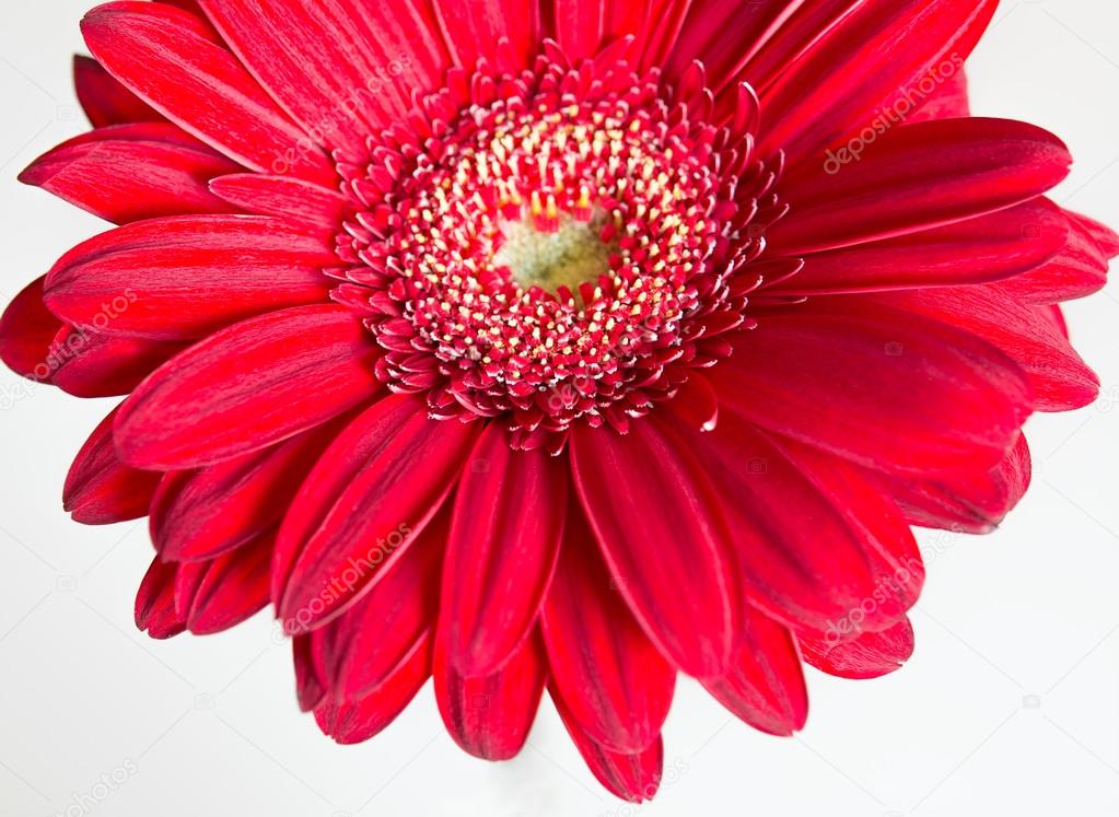 Red gerbera flower on the white background