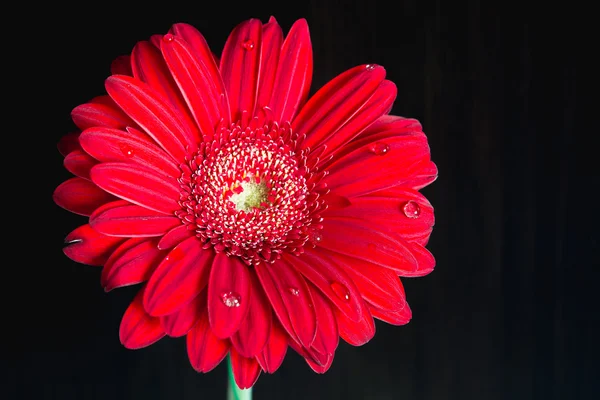 Червона квітка гербери на дерев'яному столі — стокове фото