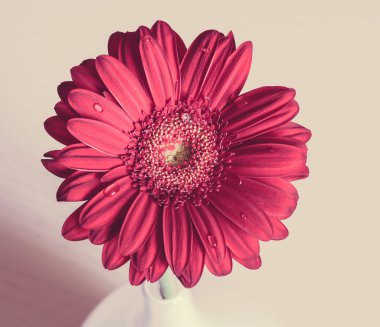 Ahşap masa üzerinde beyaz bir vazo içinde pembe gerbera çiçek