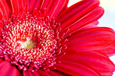 Beyaz zemin üzerine kırmızı gerbera çiçek