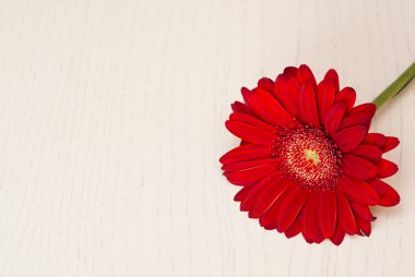 Kırmızı gerbera çiçek ahşap masa