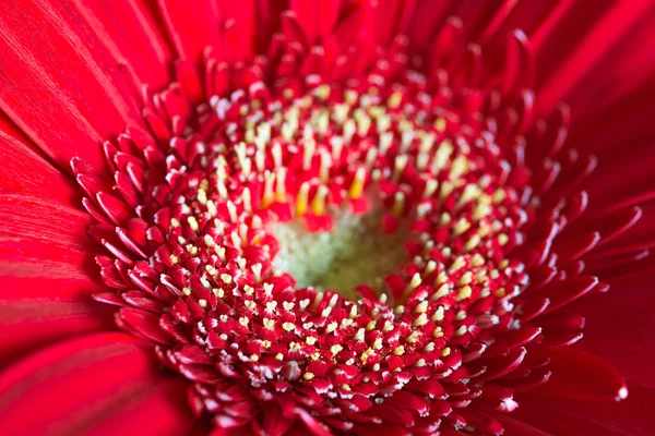 Fleur de gerbera rouge. Focalisation sélective, macro, gros plan — Photo