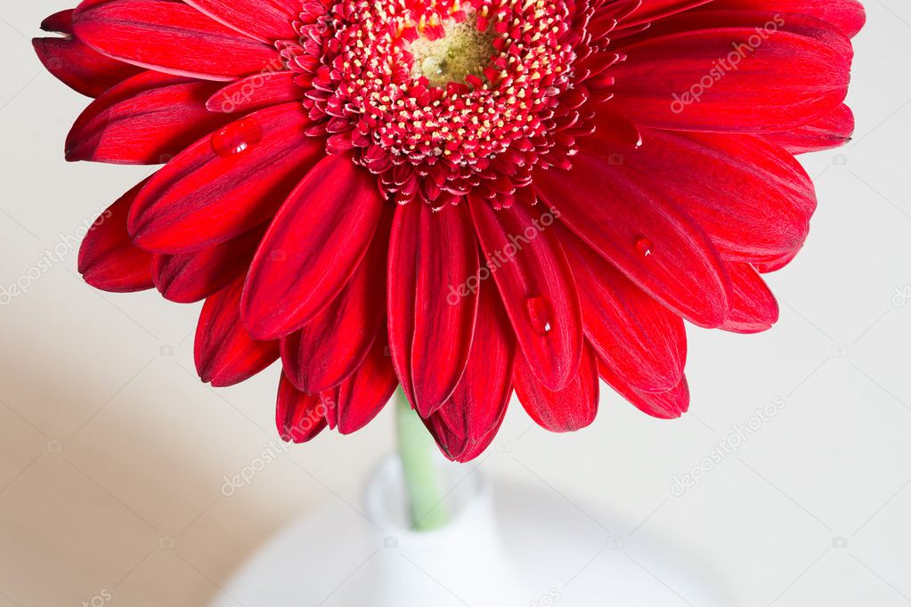 Red gerbera flower in a white vase on the wooden desk