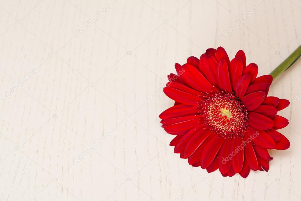Red gerbera flower on the wooden desk