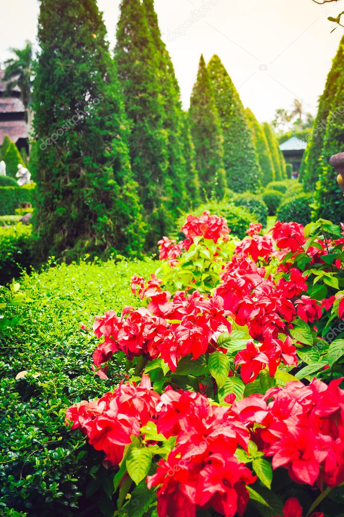 Red flowers and green trees in a tropical garden, Thailand