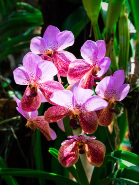 Güzel pembe orkide phalaenopsis. Seçici odak tonda,