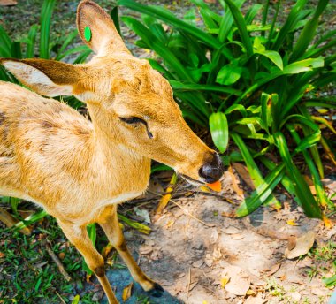 Geyik Hayvanat Bahçesi yeşil arka planda, Tayland