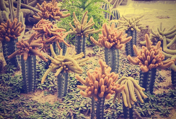 ノンヌッチ熱帯植物園、パタヤ、タイでサボテン — ストック写真