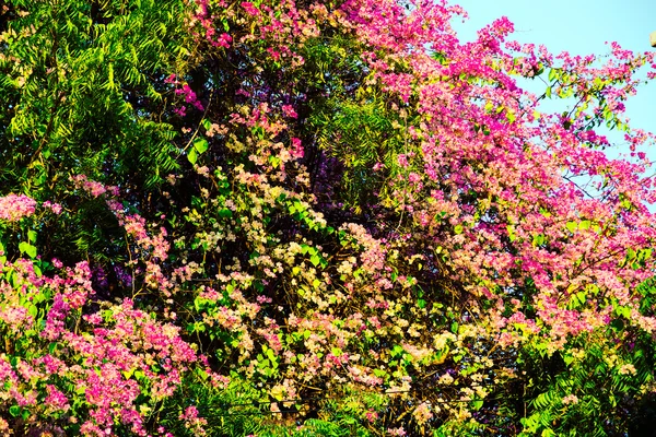 Pink small flowers on a green background — Stock Photo, Image