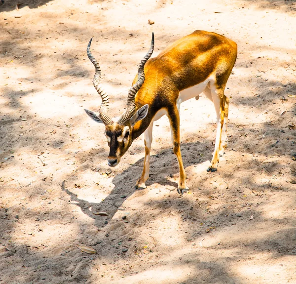 Hayvanat Bahçesi, Tayland kum bahçesinde üzerinde kahverengi blackbuck.
