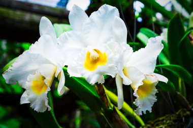 Güzel beyaz orkide phalaenopsis. Seçici odak tonda,.