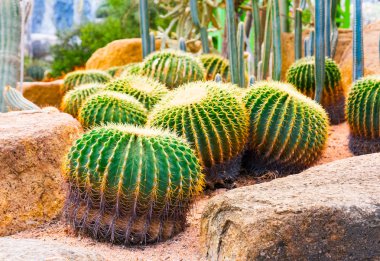 Kaktüs, Nong Nooch tropikal Bahçe Tayland
