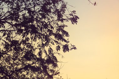 Güzel gün batımı gökyüzünde, ağaç yaprakları