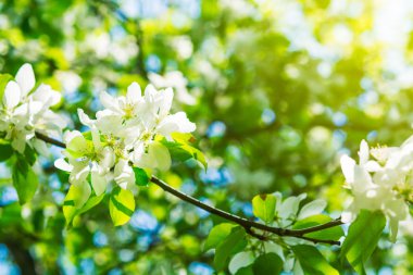 Güneş ile güzel elma ağacı dalı. Güzel bahar çiçek açan 
