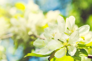 Güneş ile güzel elma ağacı dalı. Güzel bahar çiçek açan 