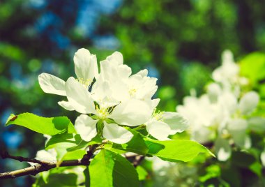 Güneş ile güzel elma ağacı dalı. Güzel bahar çiçek açan 