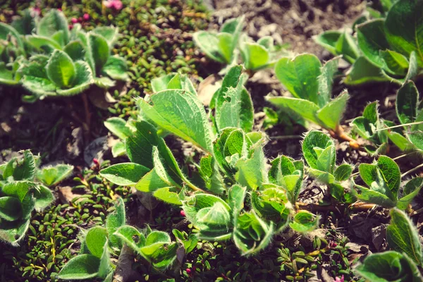 녹색 난쟁이 버들 (Salix herbacea) 그것은 작은 승 중 스톡 사진