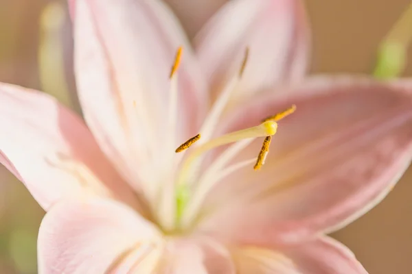 Macro photographie d'un fragment de fleur de lis rose avec le foc — Photo