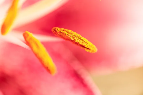 Fotografia macro de um fragmento de flor de lírio rosa com o foc — Fotografia de Stock