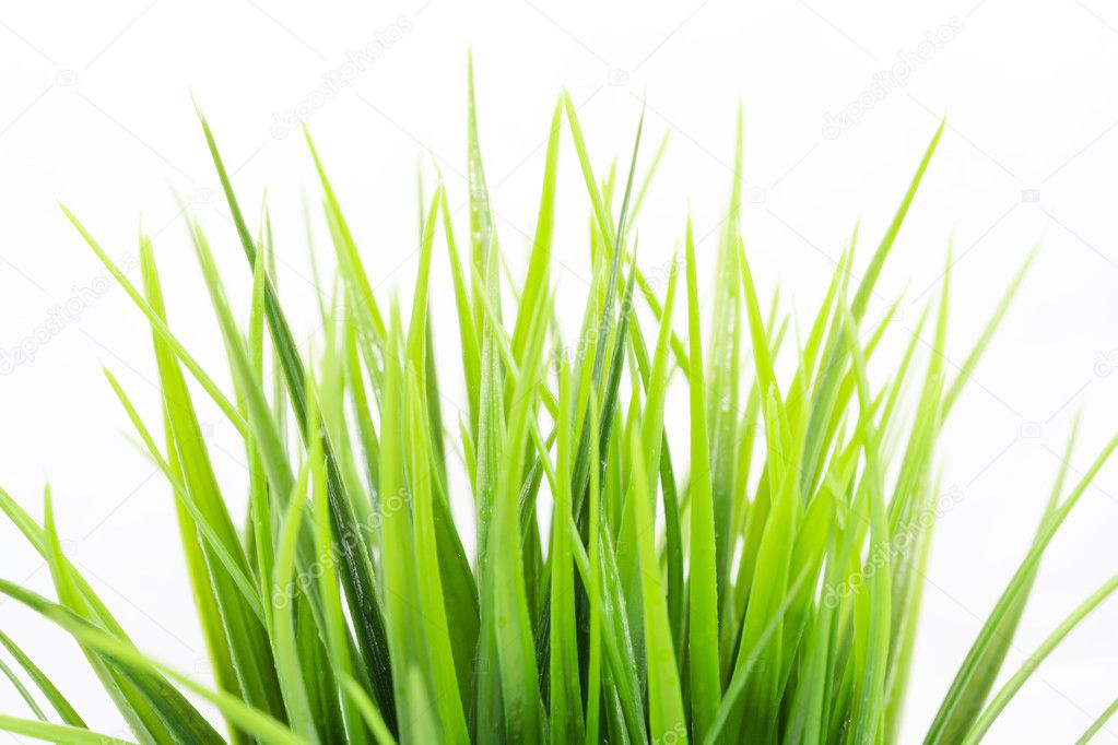 Green bright grass