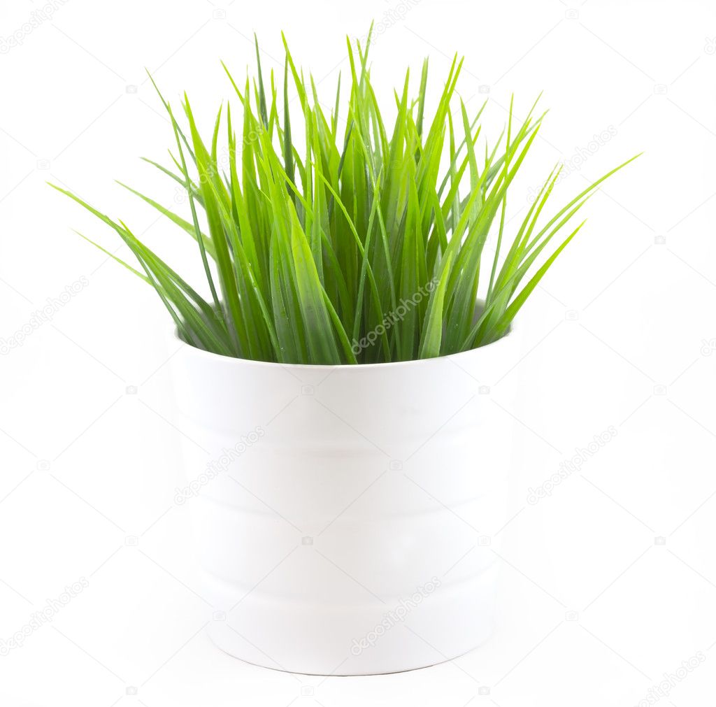 Green grass in white pot