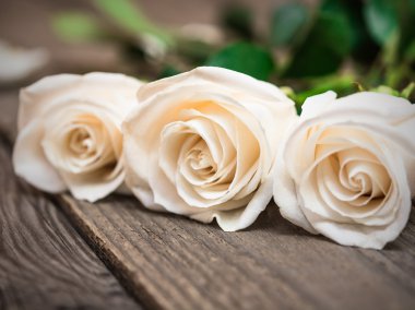 Koyu ahşap arka plan üzerinde beyaz gül. Kadınlar ' s gün, Sevgililer