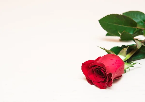 Red rose on a light wooden background. Women' s day, Valentines — Stok fotoğraf