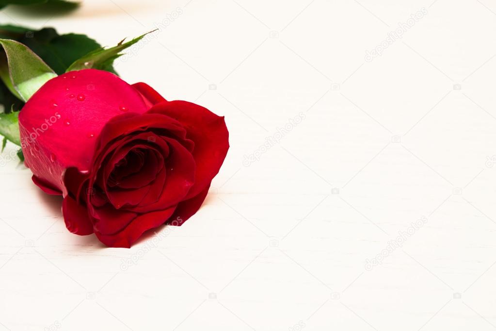 Red rose on a light wooden background. Women' s day, Valentines 