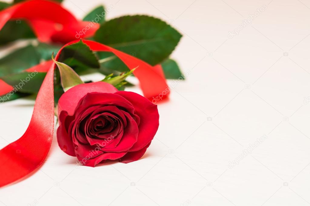 Red rose with ribbon on a light wooden background. Women' s day,