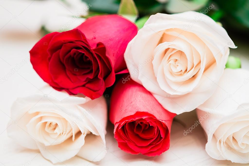 Red and white roses on a light wooden background. Women' s day, 