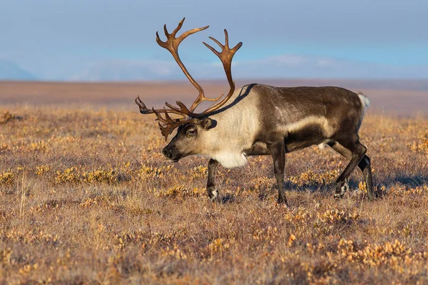 Reindeer in autumn tundra. Beautiful deer with big horns. Arctic tundra away from settlements and civilization. Nature and animals