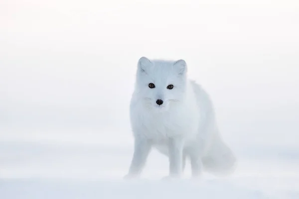 Arctic fox, white fox, polar fox, or snow fox. Cold and snowy December in the Arctic. The photo was taken in the winter in the tundra in the wild. Wildlife of Chukotka, Russia.