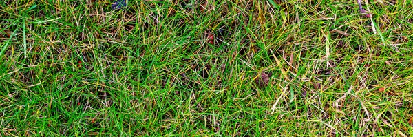Ground texture with green grass. Grass on the lawn. Wide panoramic texture for background and design.