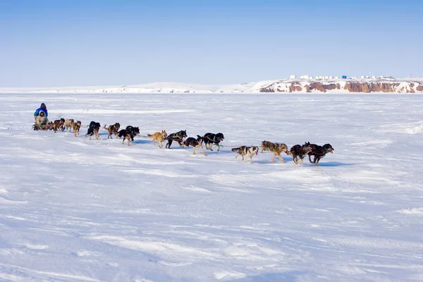 Dog team on the ice of the Anadyr estuary. The musher drives the dogsled. The passenger sits on the sledges. In the distance, rocky coast and modern constructions. Chukotka, Siberia, Russian Far East.