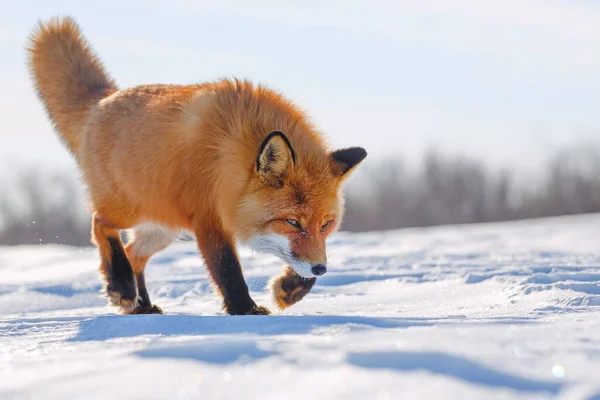 Red Fox is walking on the snow-covered tundra. The wildlife of the Arctic. Wild Fox in its natural habitat. Cold frosty weather in the far North of Siberia. Nature of Chukotka and the Russian Far East