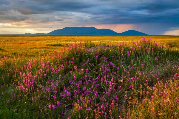 Summer landscape with flowers of willow-tea in the tundra. In the distance is a mountain, clouds in the sky and rain. The beautiful northern nature of the Arctic. Chukotka, Siberia, Far East Russia.