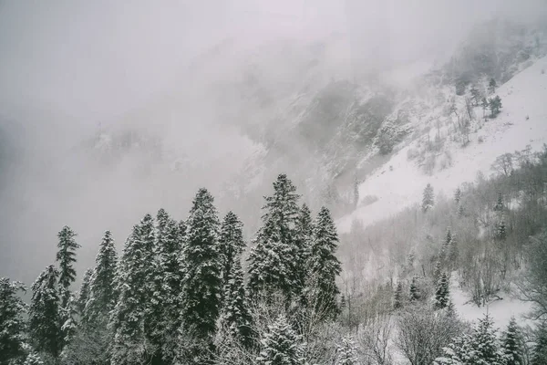 Pine trees in the snow in the mountains in Dombay Caucasus