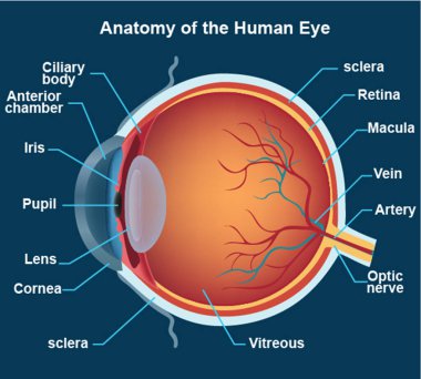 anatoma, el ojo humano y sus parte