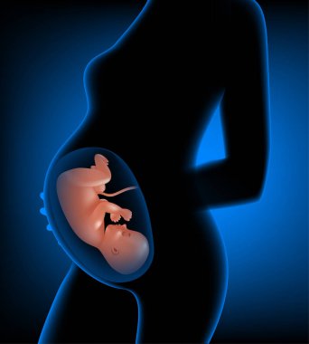 Rahmin içinde 3 boyutlu insan fetüsü.