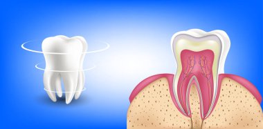 El diente y la encias