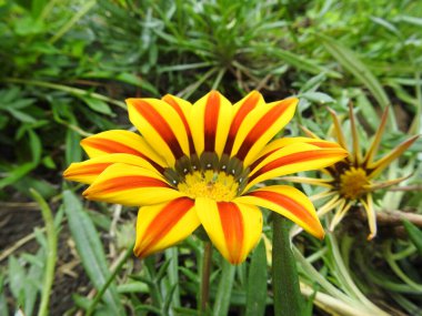 flor amarillo con ptalos on el parque