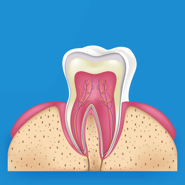 Dent Saine Avec Effet Brillant Concept Blanchiment Des Dents — Image vectorielle