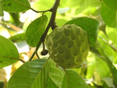 Olgun yeşil muhallebi elması ya da ağaçta yetişen lezzetli meyveli egzotik meyveli dondurma.