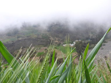 Yeşil buğday tarlası ve güneşli gün