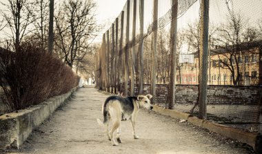 köpek bir hayalet kasaba